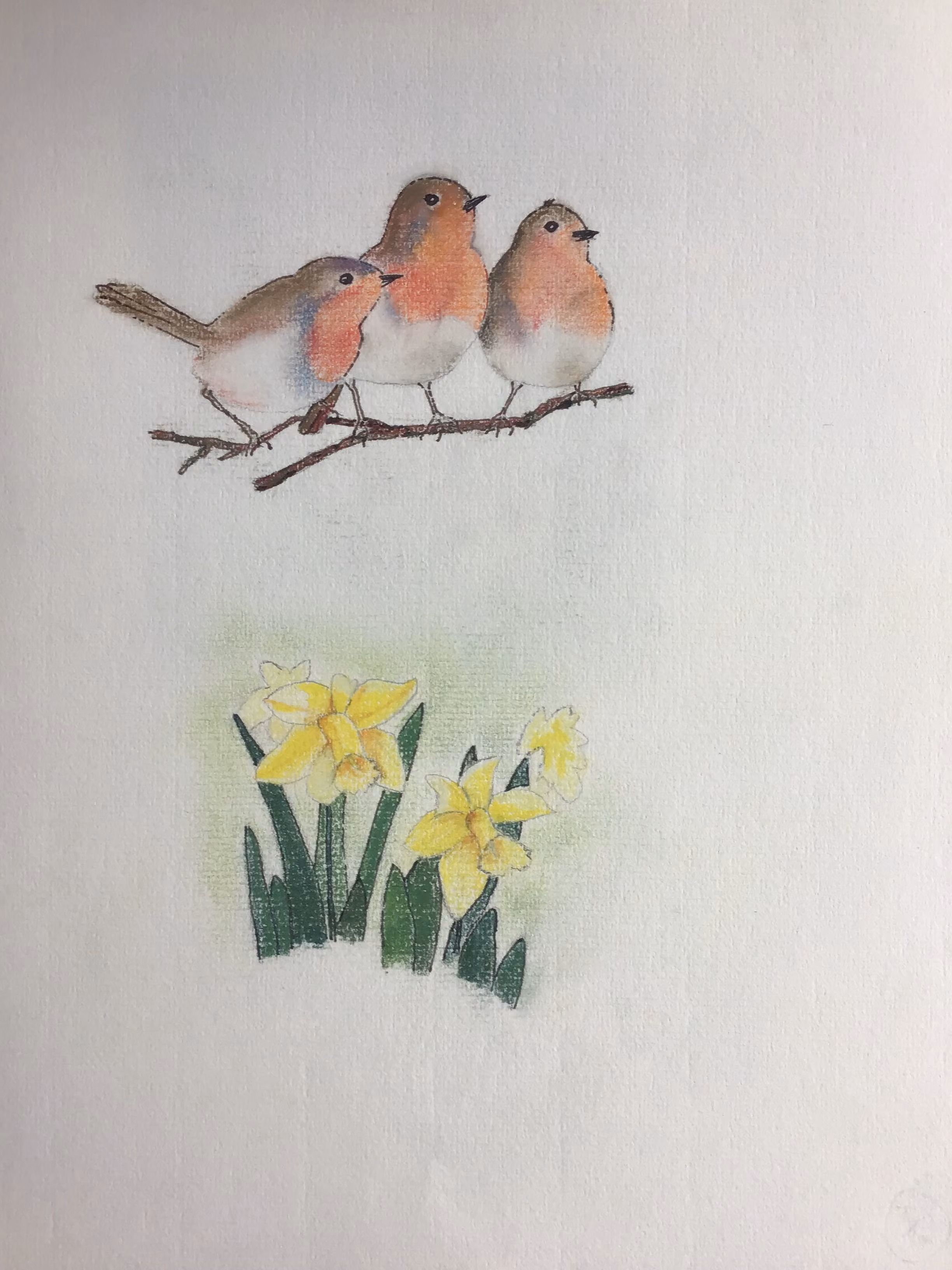 Robins and Daffodils
