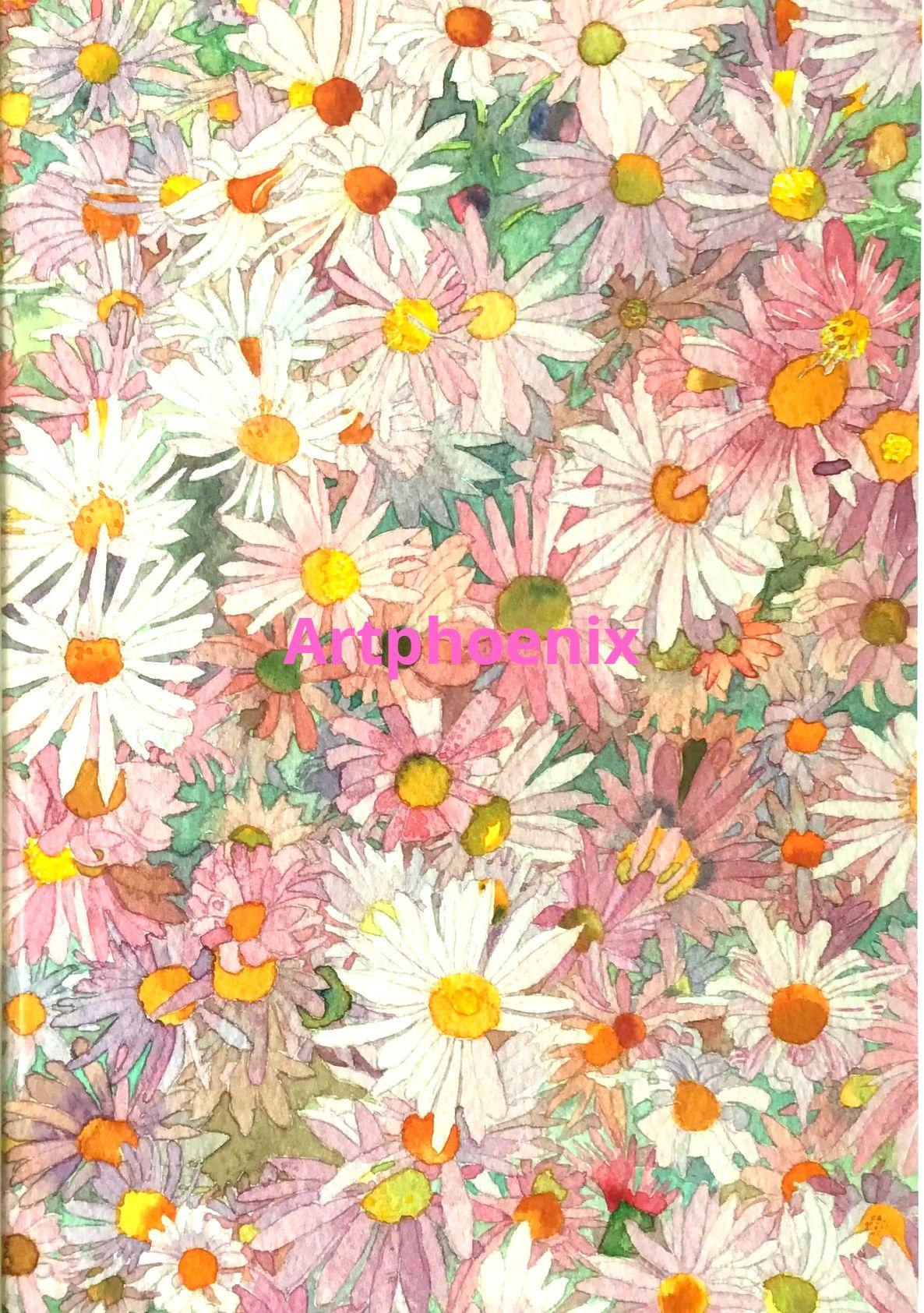 Marguerite daisies